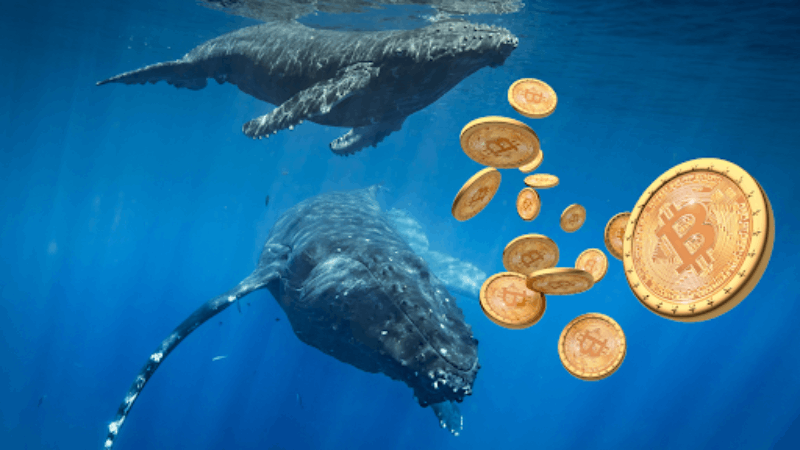 Les données de janvier révèlent une augmentation de 3 milliards de dollars des réserves des baleines du bitcoin