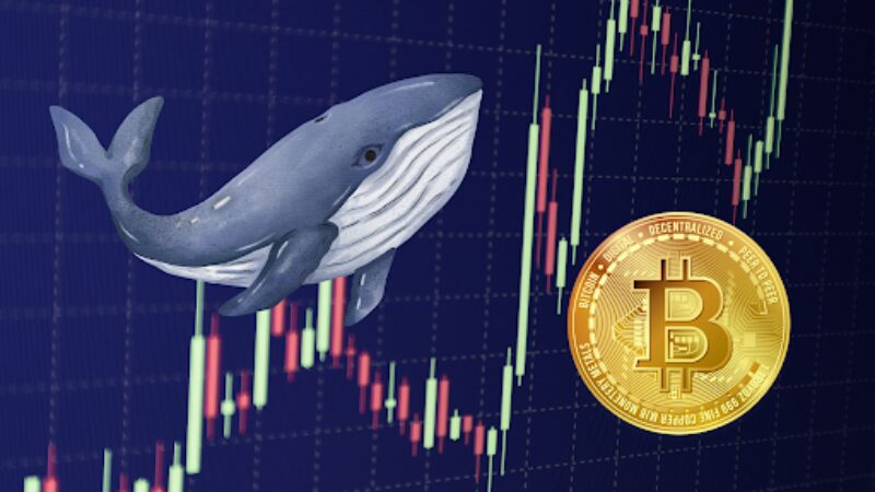 Le bitcoin franchit la barre des 44 000 dollars grâce à une baleine, d’autres gains sont à venir ?